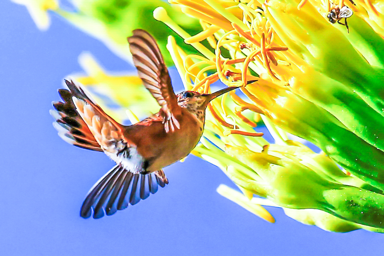 Hummingbird Acrobatics | Shutterbug